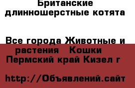 Британские длинношерстные котята - Все города Животные и растения » Кошки   . Пермский край,Кизел г.